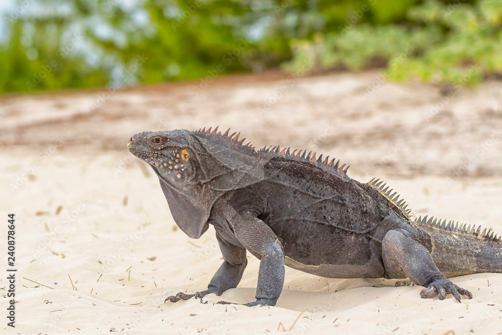 Large scaly Iguana close-up against a background of sand Large scaly Iguana close-up against a background of sand