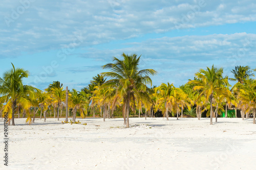 Landscape on an exotic beach with palm trees