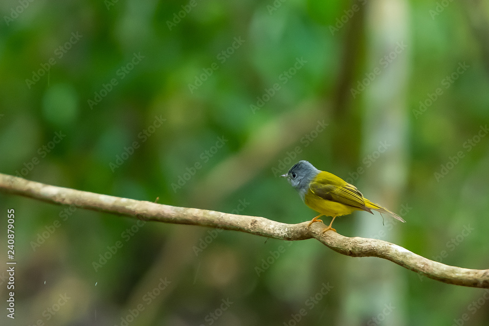A Grey headed Canary flycatcher on a liana branch A Grey headed Canary flycatcher on a liana branch