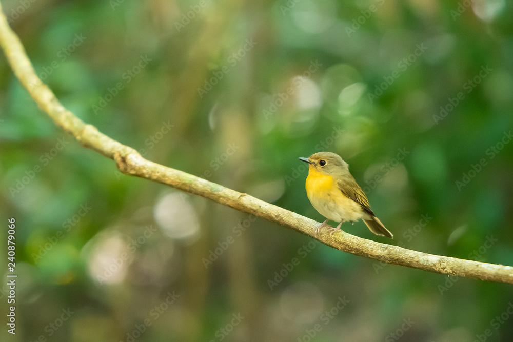 A Tickell's blue flycatcher on a liana branch A Tickell's blue flycatcher on a liana branch