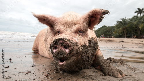 pig in mud at the beach playing and eating photo