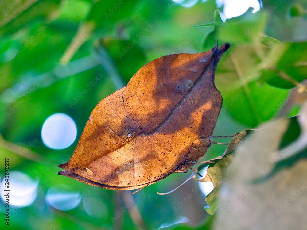 Obraz premium OLYMPUS DIGITAL CAMERA