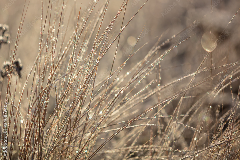 Obraz premium Dry grass in the morning at sunrise