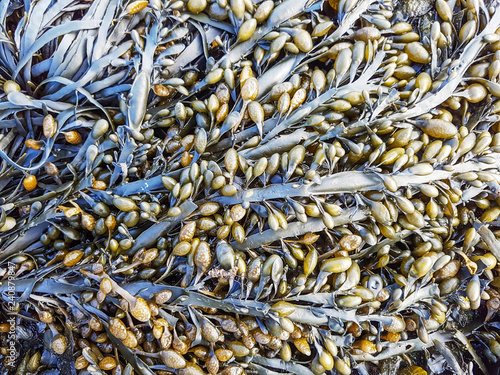 Feamainn bhuí, rockweed or knotted kelp