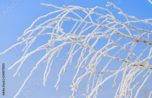 Frozen branches on a tree against a blue sky © schankz