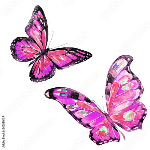 beautiful pink butterfly,watercolor,isolated on a white background
