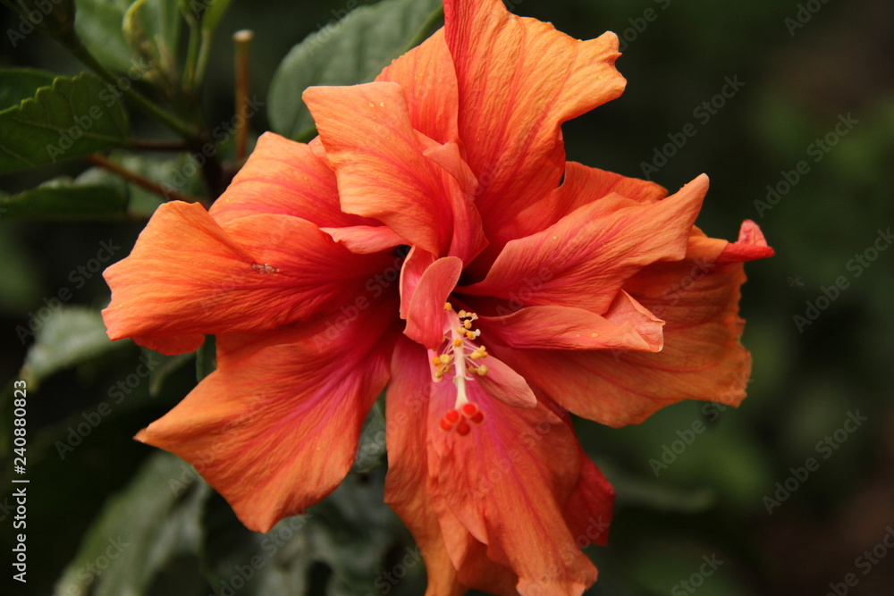 Hibiscus flower