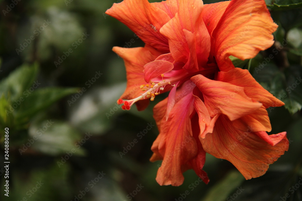 Hibiscus flower
