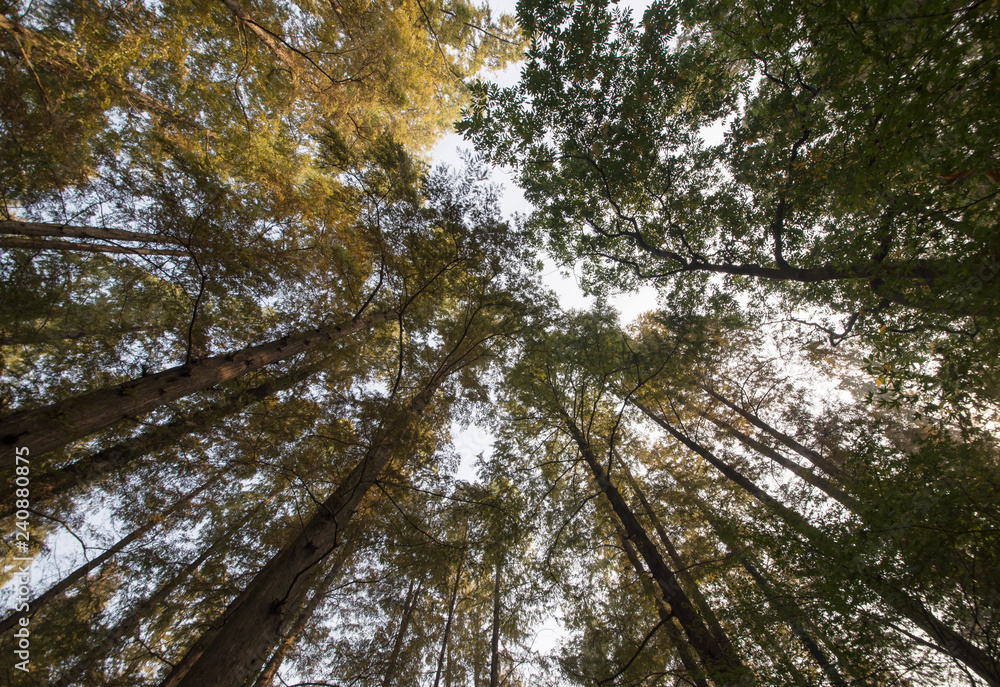 Fototapeta premium Looking up at the yellow, orange, and green tops of trees.