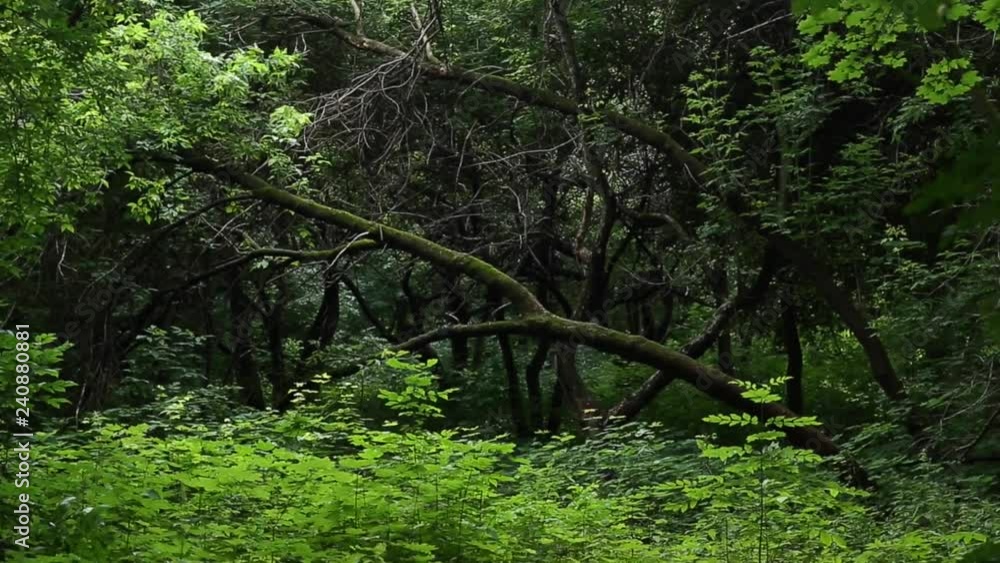 Green forest. Beautiful landscape. Green leaves on trees. Park Green forest. Beautiful landscape. Green leaves on trees. Park