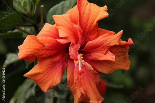 Obraz na płótnie Hibiscus flower w salonie