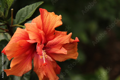 Obraz na płótnie Hibiscus flower w salonie