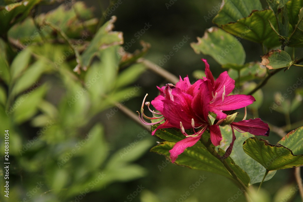 Flowers
