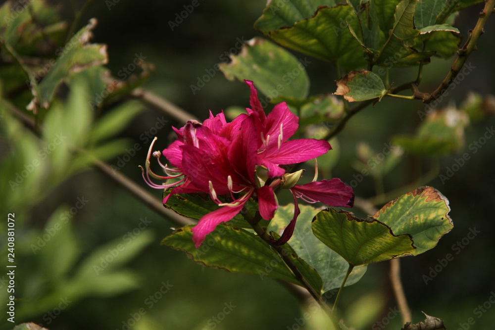 Flowers