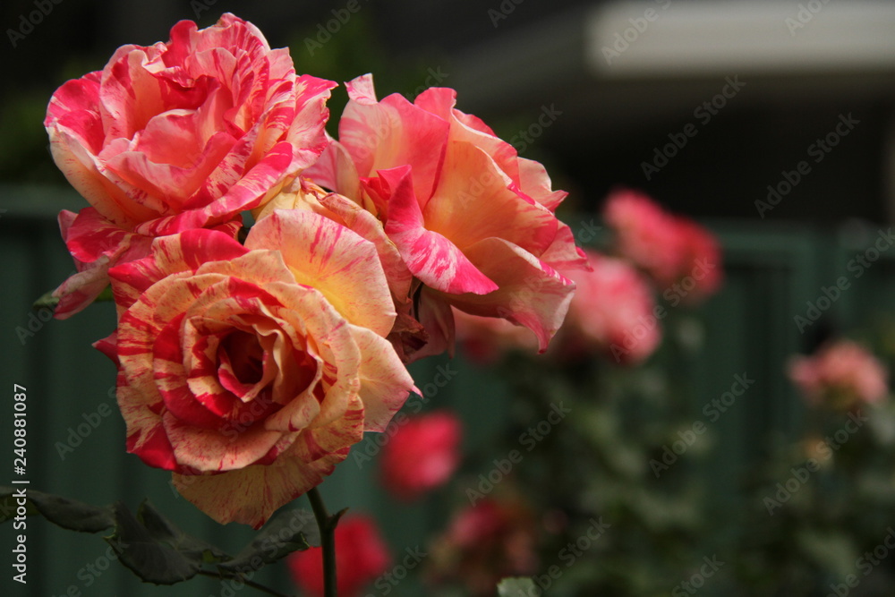 Roses