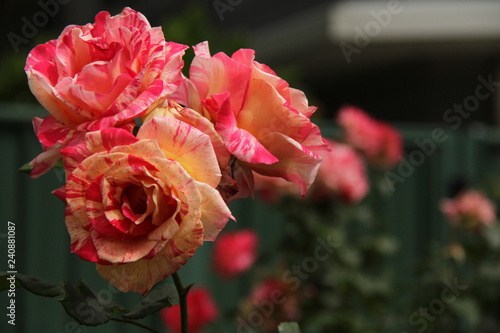 Obraz na płótnie Roses w salonie
