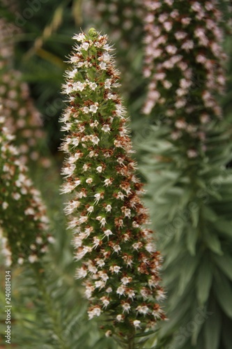 Obraz na płótnie Flowers w salonie
