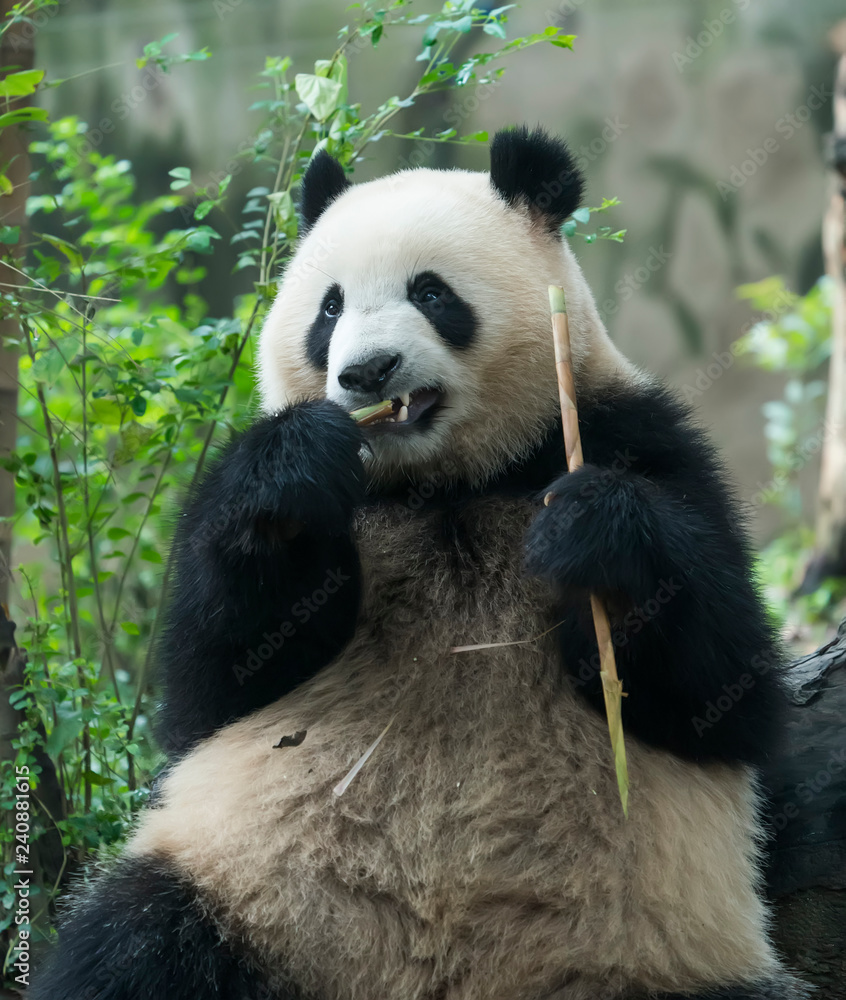 Obraz premium Wielka panda jedząca bambus, dzikie zwierzęta.