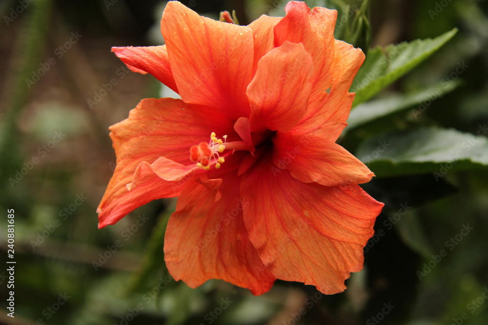 Hibiscus flower