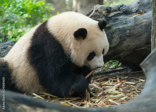 Fototapeta Naklejka Na Ścianę i Meble -  Giant panda eating bamboo,Wild Animals.