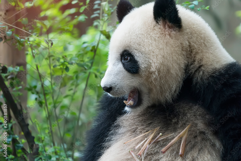 Fototapeta premium Giant panda eating bamboo,Wild Animals.