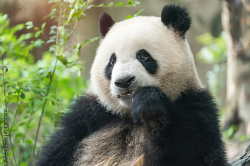 Giant panda eating bamboo,Wild Animals. © xiaoliangge