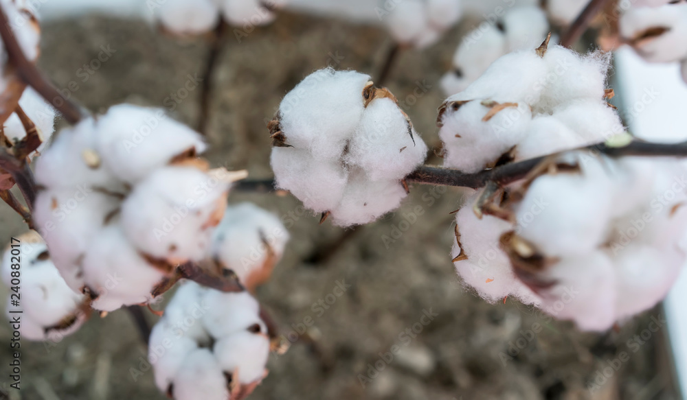 Cotton plant cotton boll on branch in cotton field Cotton plant cotton boll on branch in cotton field