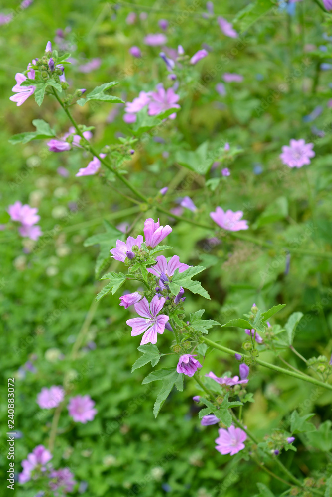 The blossoming hollyhock forest (Malva sylvestris L.) The blossoming hollyhock forest (Malva sylvestris L.)