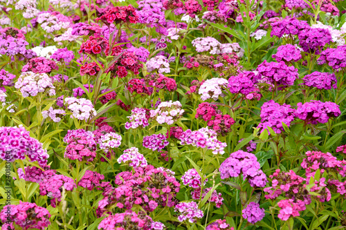 Inflorescences of the Turkish carnation (Dianthus barbatus L.) different grades