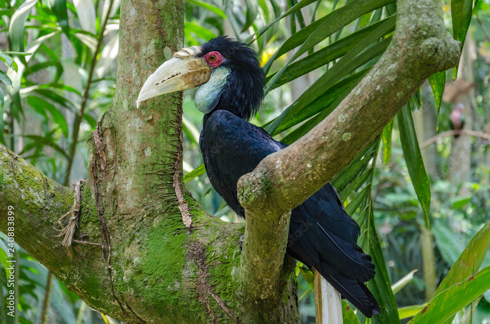 Fototapeta premium hornbill