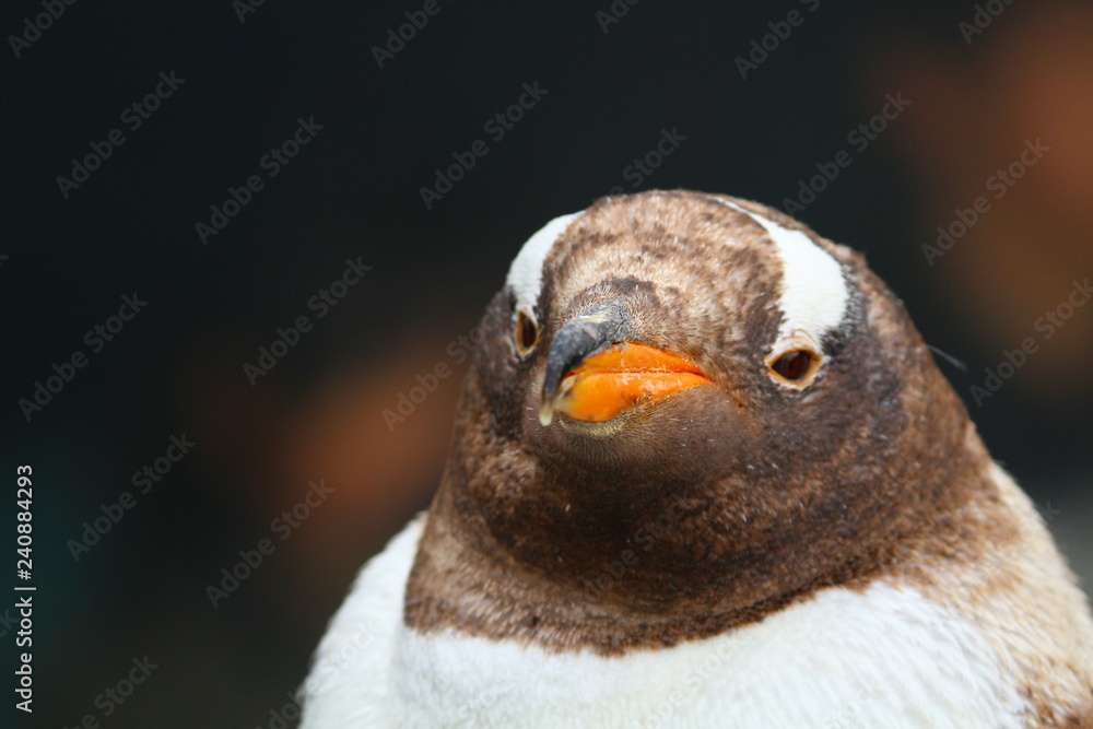 Naklejka premium こちらを見るペンギン