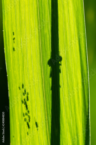 Damselfy on green leaf