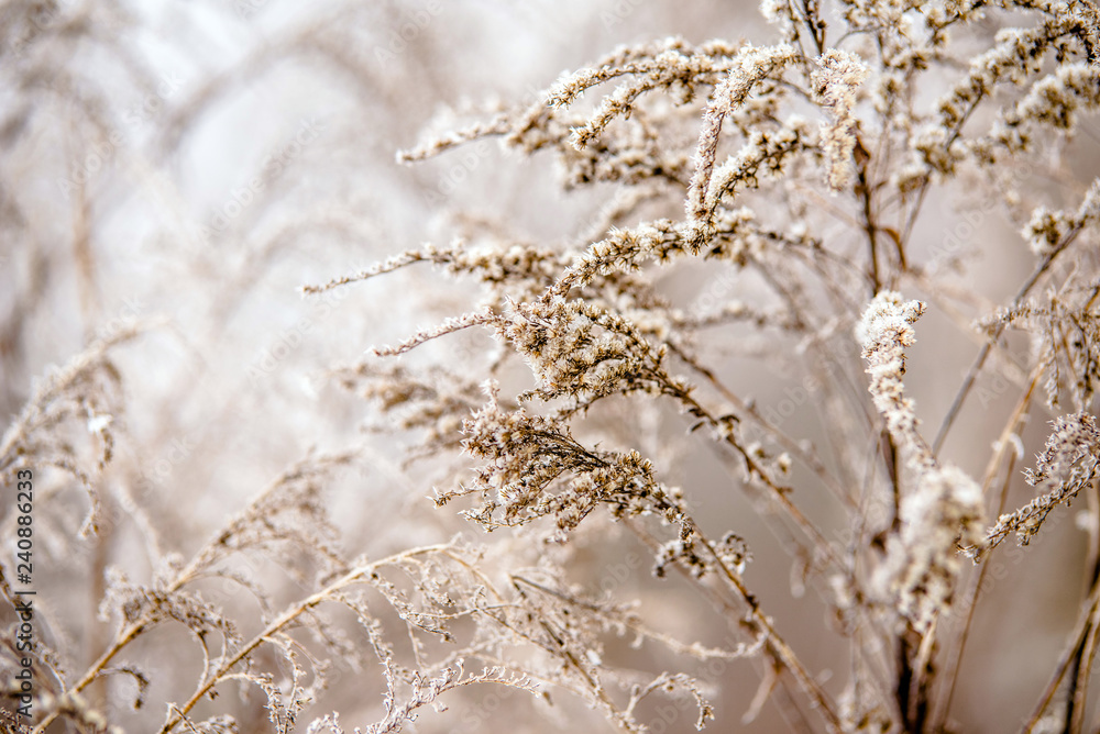 Naklejka premium Stems of grass covered with frost in winter forest 