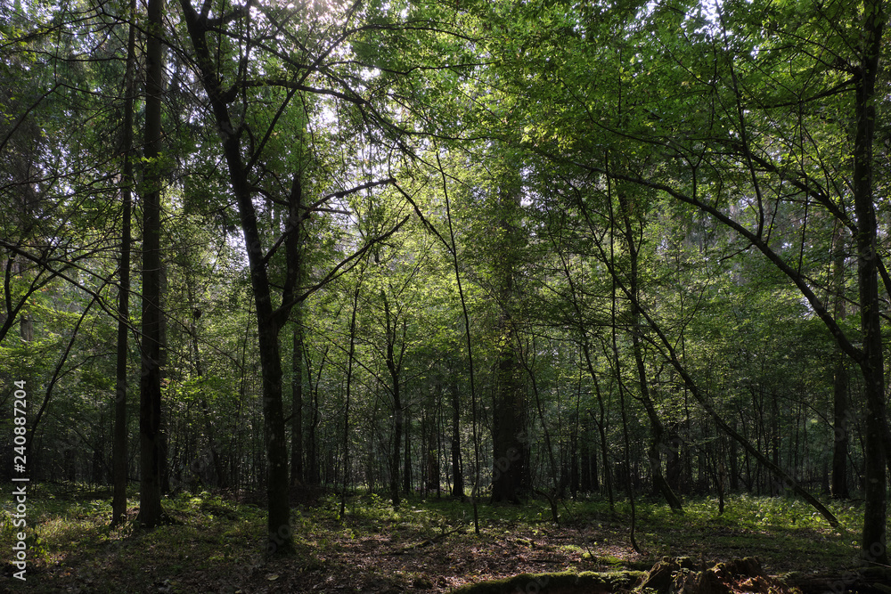 Deciduous hornbeam stand at summer sunset Deciduous hornbeam stand at summer sunset