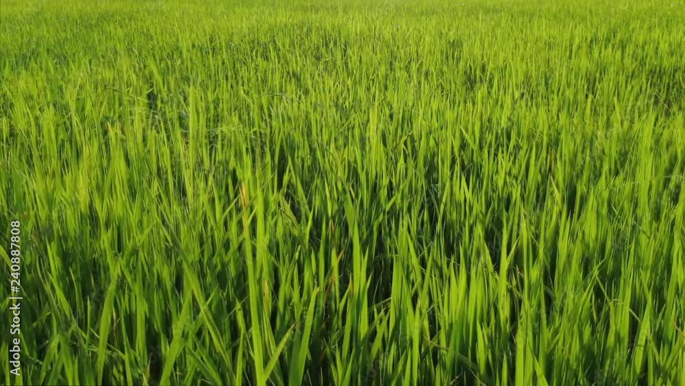 Aerial drone view starting static on green rice seedlings in Asia; camera then flies forward fast over field, finally rising over a hedge to reveal nearby rice fields and trees. Aerial drone view starting static on green rice seedlings in Asia; camera then flies forward fast over field, finally rising over a hedge to reveal nearby rice fields and trees.