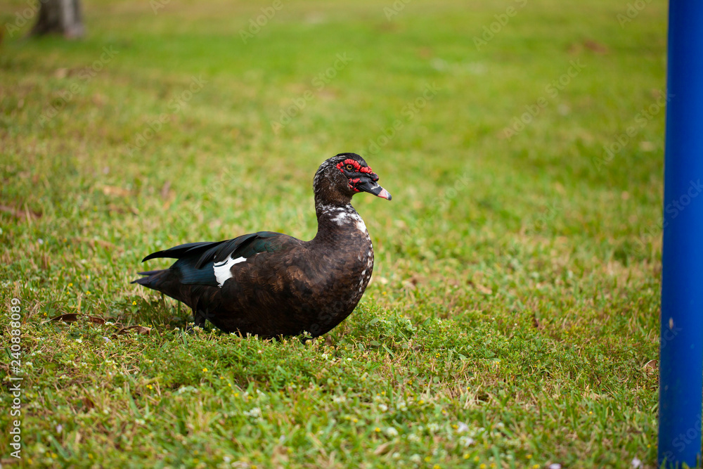 Florida duck in a park with a lake Florida duck in a park with a lake