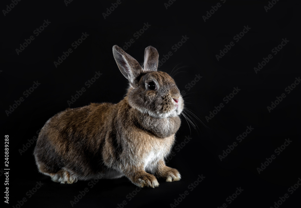 Kaninchen mit braun grauem Fell auf dunklem Hintergrund