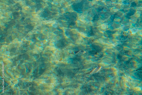 Background transparent water of the red sea and beautiful fish in clear water for diving