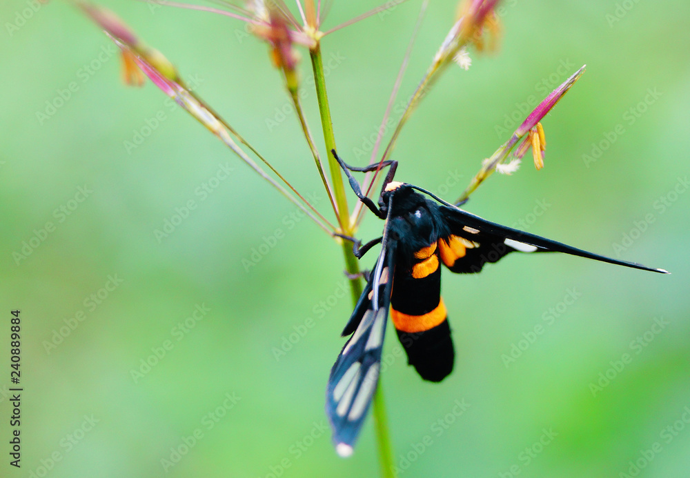 Fototapeta premium Butterfly