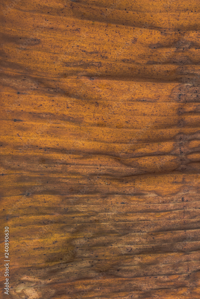 texture of old wood texture of old wood