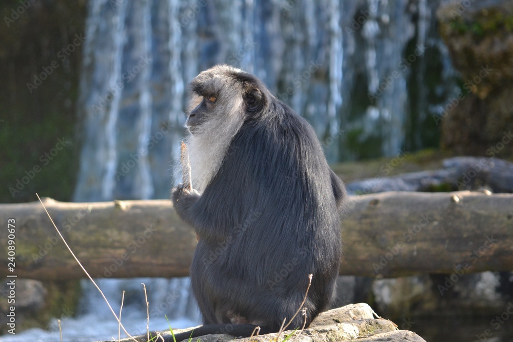 Obraz premium Macaque