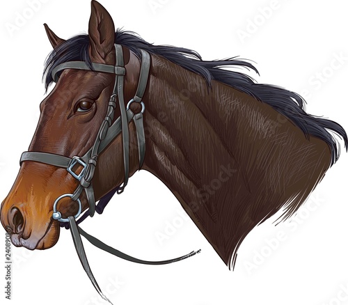 Horse head
