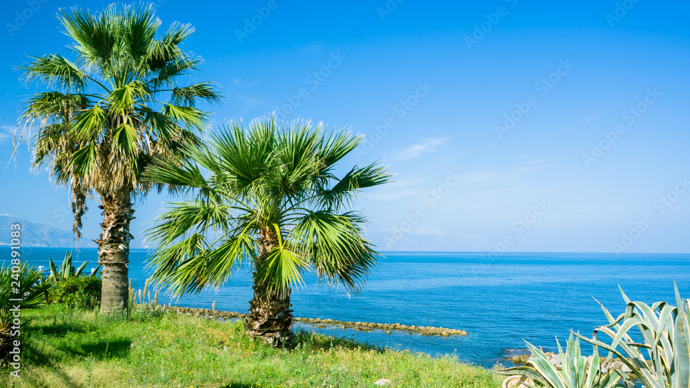 beautifull palm view