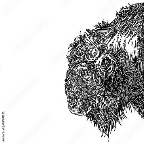 Head of bison. Sketch. Engraving style. Vector illustration.