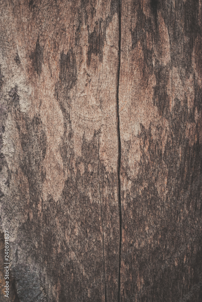 bark of a tree bark of a tree