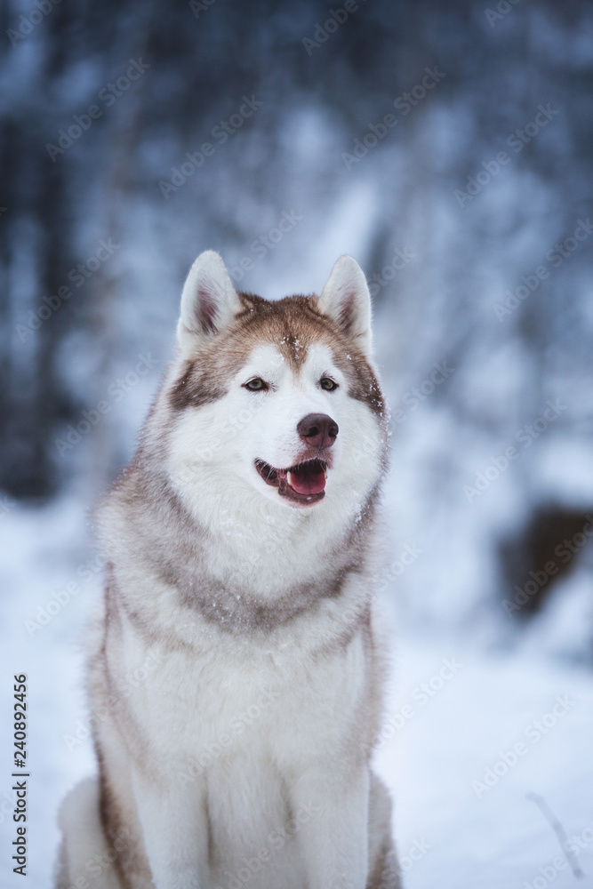 Close-up portrait of happy beige dog breed siberian husky sitting on the snow in the fairy winter forest