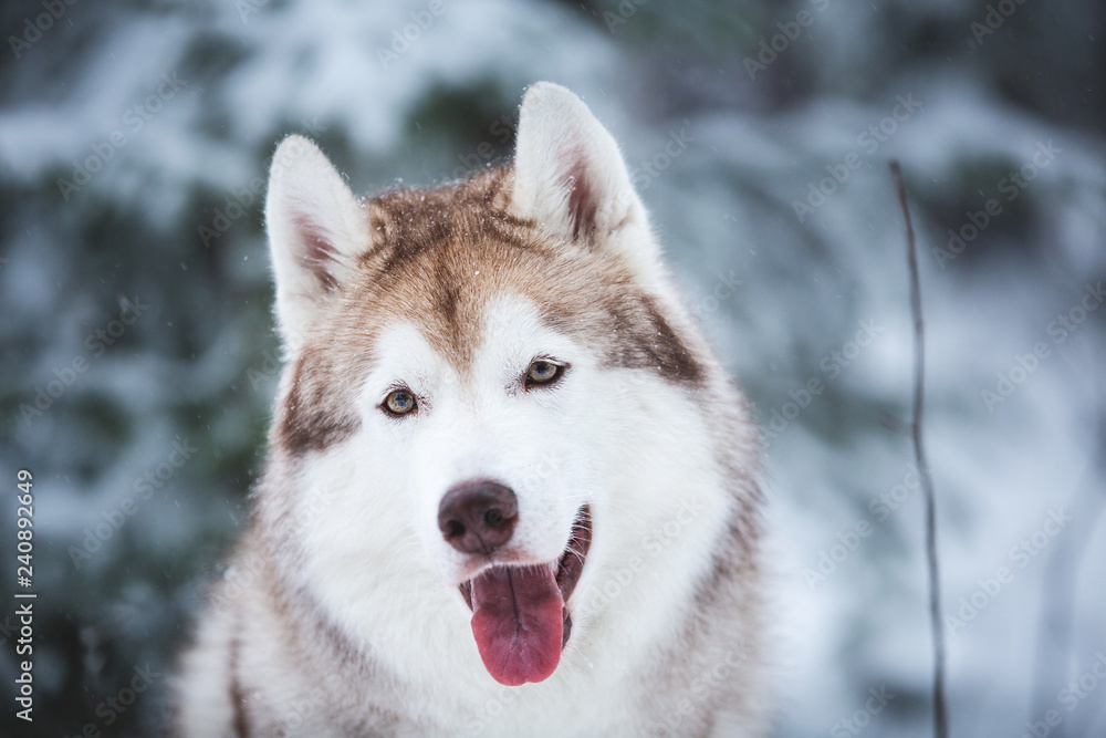 Close-up portrait of happy and cute beige dog breed siberian husky sitting on the snow in the fairy winter forest