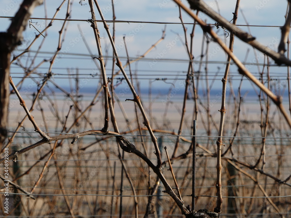 Fototapeta premium Reben