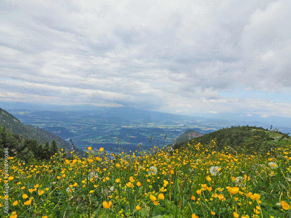 Fototapeta premium gelbes Blütenmeer in den Alpen