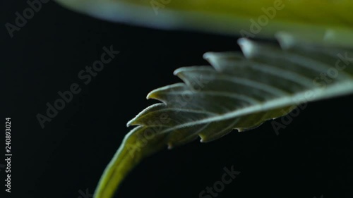 Leaves of hemp bush growing indoors